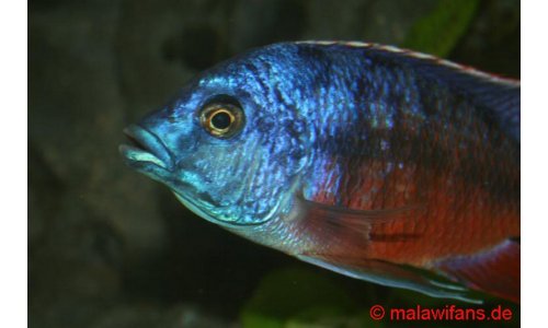 Protomelas taeniolatus namalenji